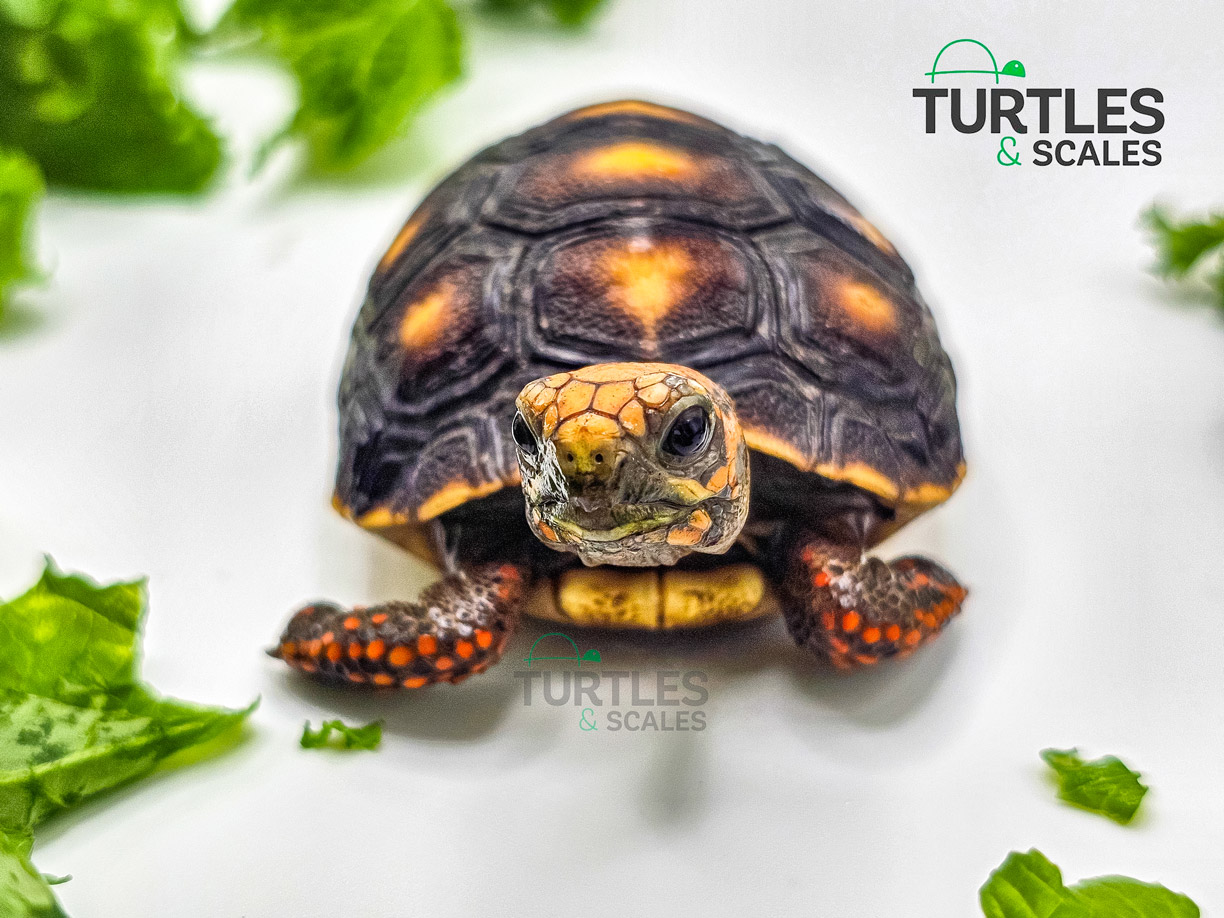 Red Foot Tortoise - Turtles & Scales display picture 3