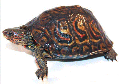 Painted Wood Turtle