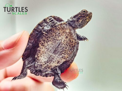 African Serrated Sideneck