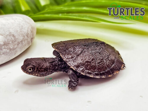 African Serrated Sideneck