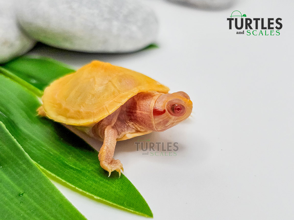Albino Red Eared Slider - Turtles & Scales