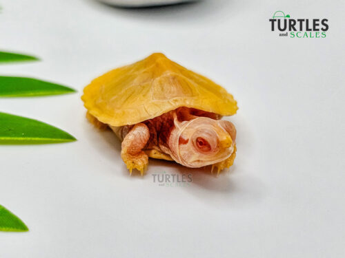 Albino Red Eared Slider
