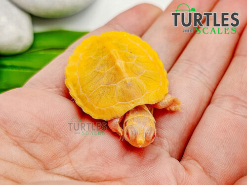 Albino Red Eared Slider