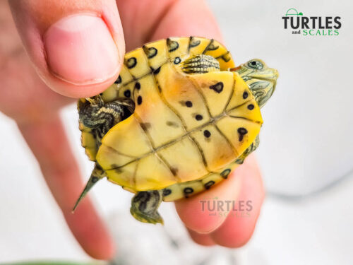 Clown Red Eared Slider