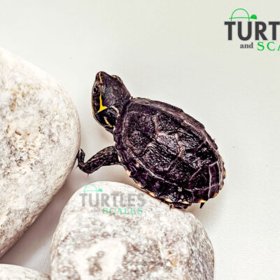 Eastern Musk Turtle - Turtles & Scales