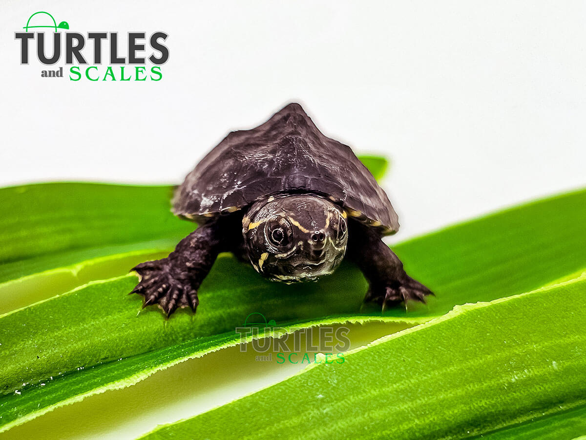 Eastern Musk Turtle - Turtles & Scales