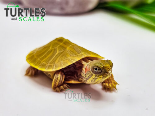 Lemon Lime Red Eared Slider