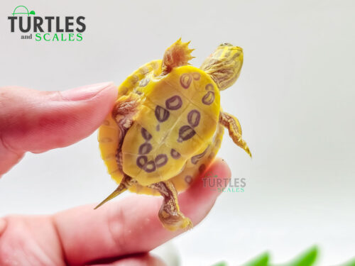 Lemon Lime Red Eared Slider