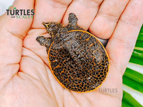 Leopard Softshell