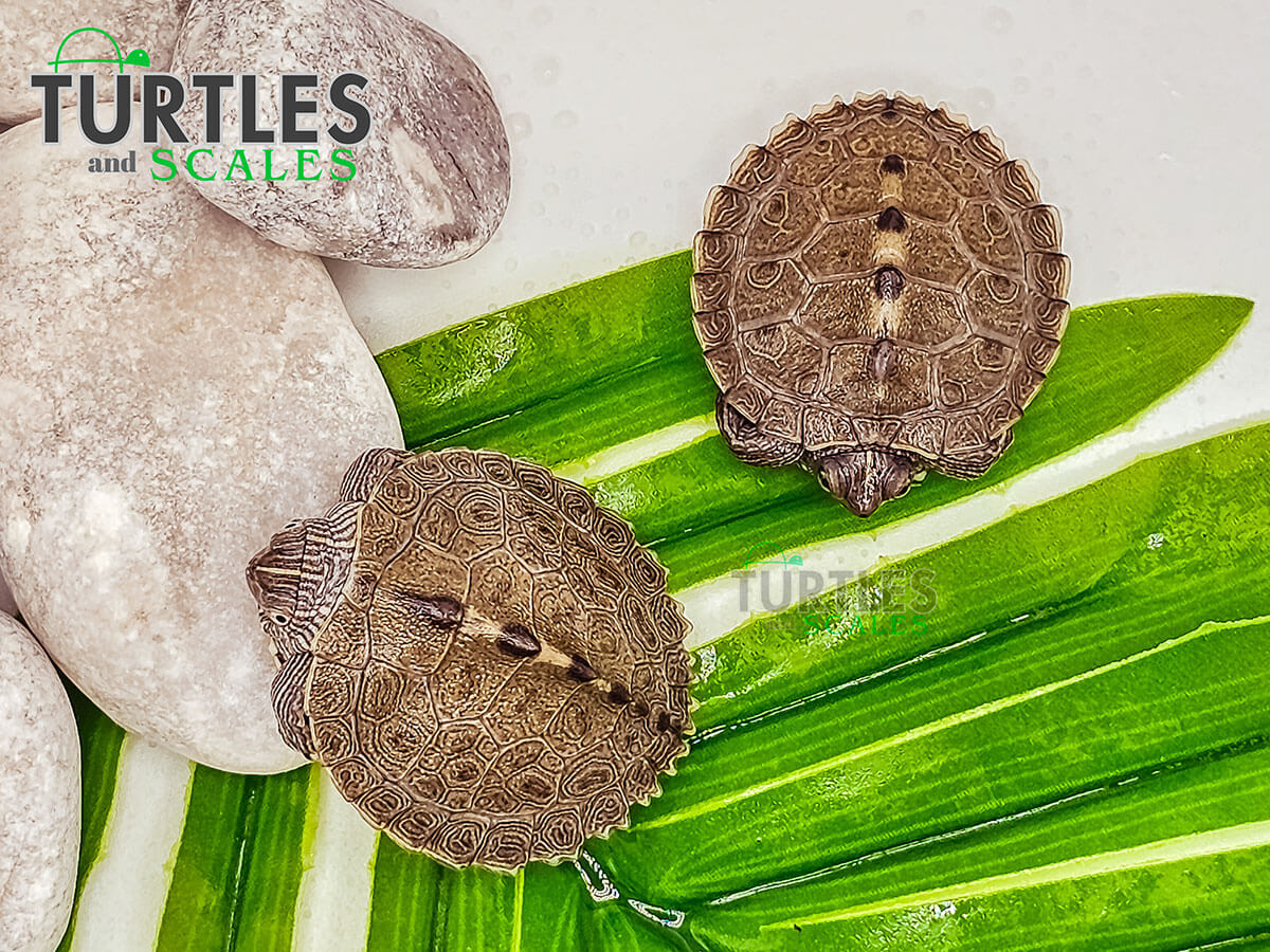 Map Turtle - Turtles & Scales