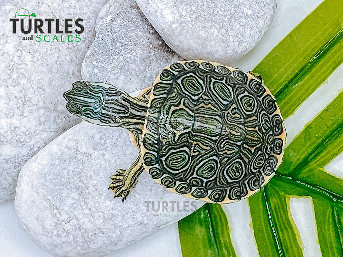 Mesoamerican Slider Turtle - Turtles & Scales