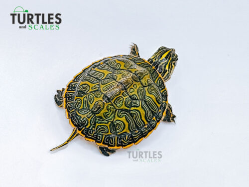 Northern Red Bellied