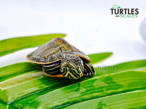 Northern Red Bellied
