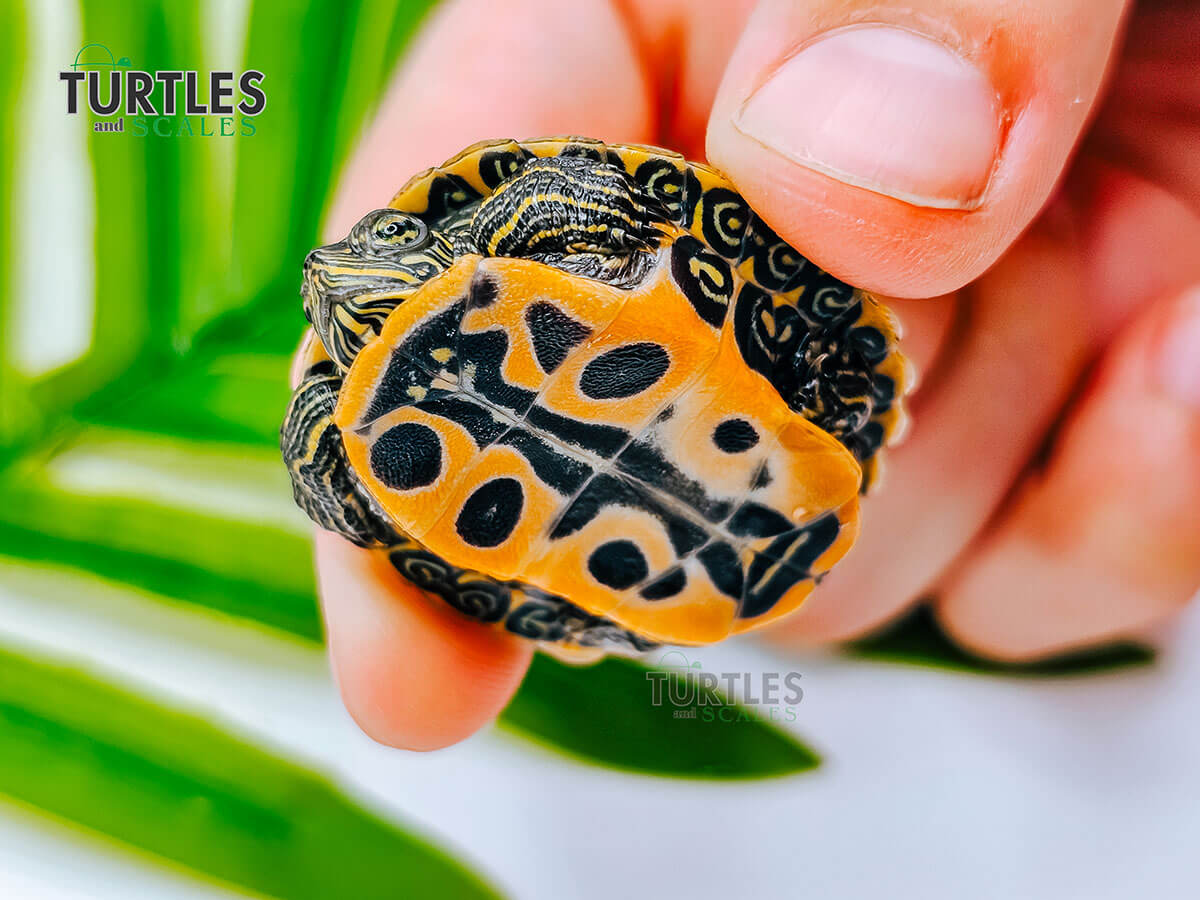 Curated visual reference: Picture Idea: Northern Red Bellied Turtle