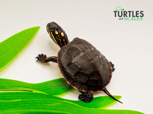 Painted Turtle
