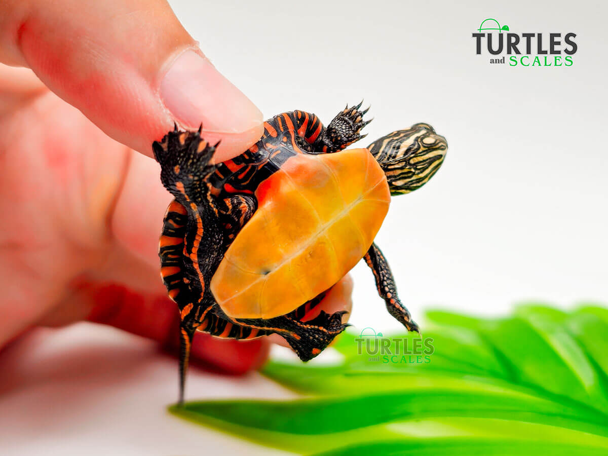 Turtle Scale Partern Eastern Painted Turtle - Turtles & Scales