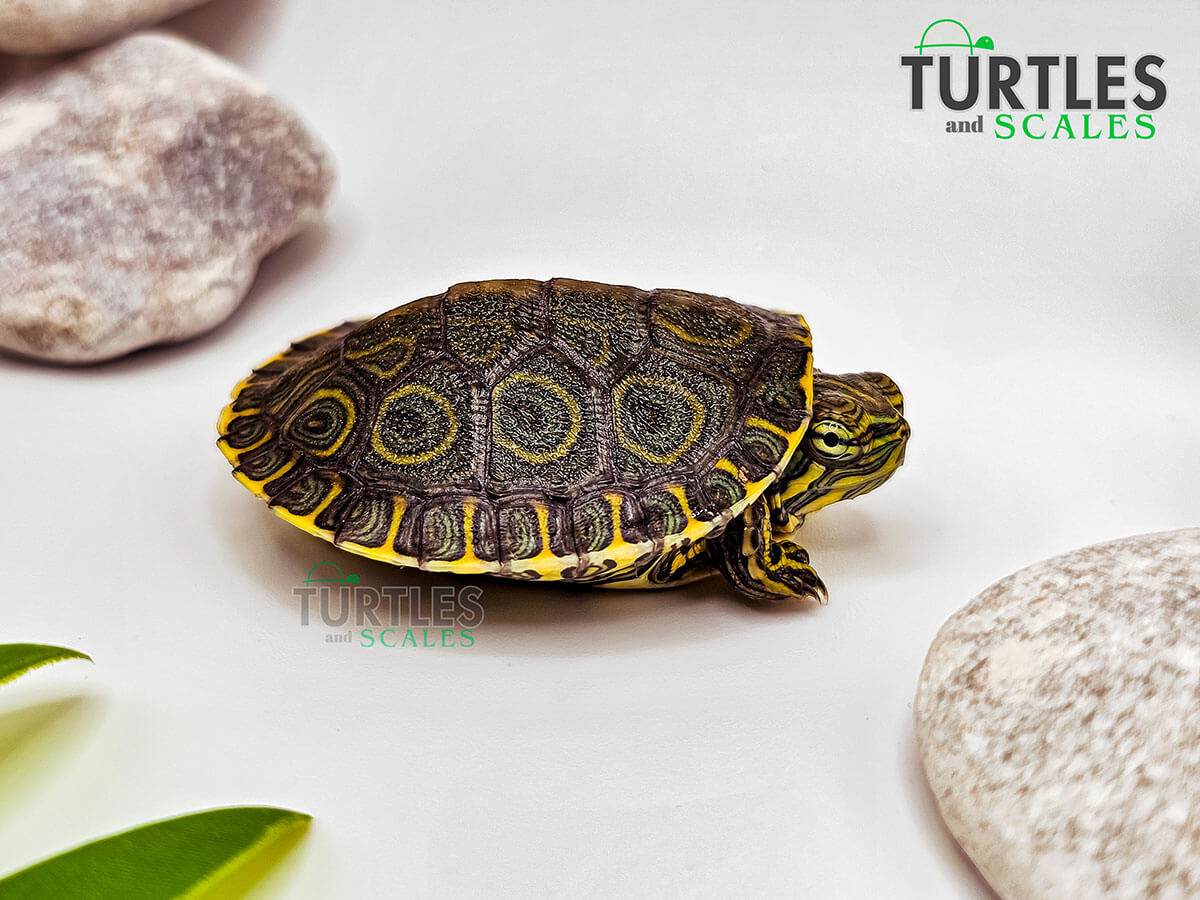 Peacock Slider Turtle (Nicaraguan Slider) - Turtles & Scales