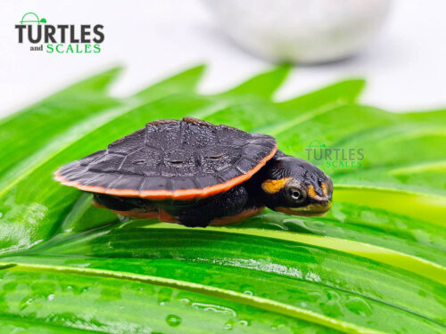 Pink Bellied Side Neck