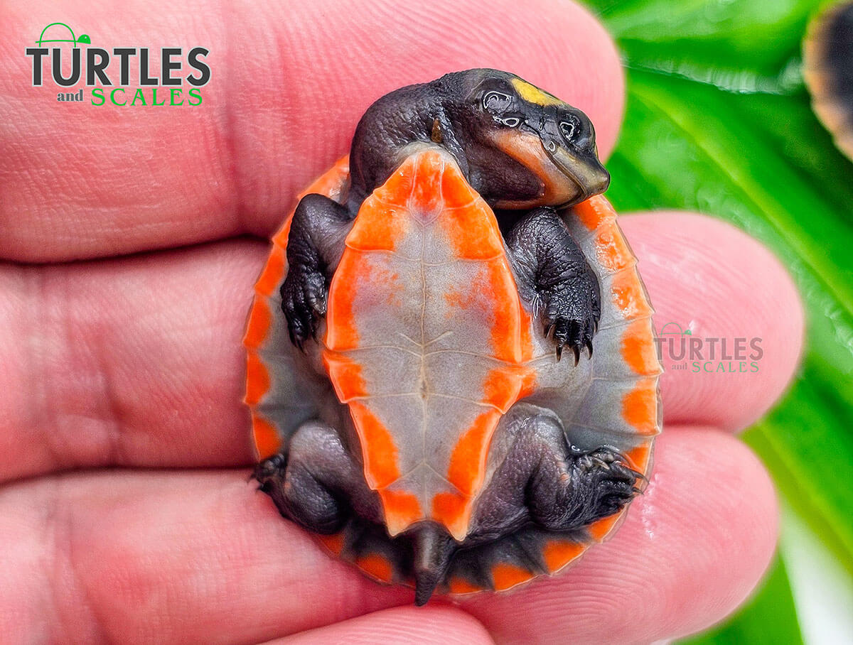 Pink Bellied Side-Necked Turtle - Turtles & Scales