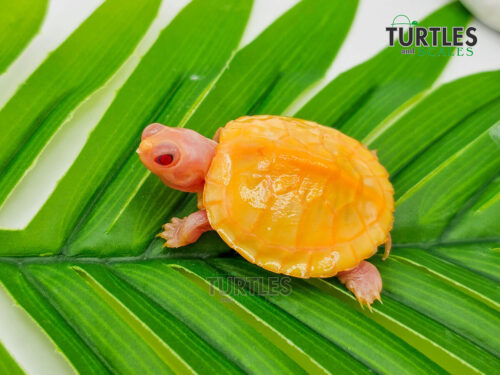 Snow Albino Red Eared Slider