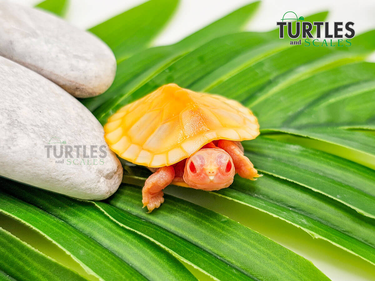 Snow Albino Red Eared Slider - Turtles & Scales