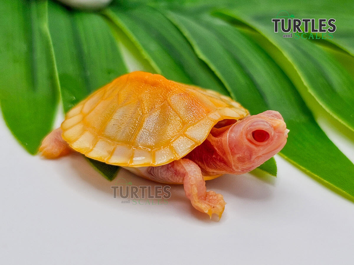 Snow Albino Red Eared Slider - Turtles & Scales