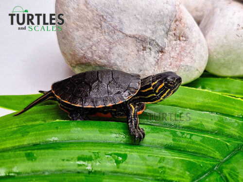 Western Painted Turtle