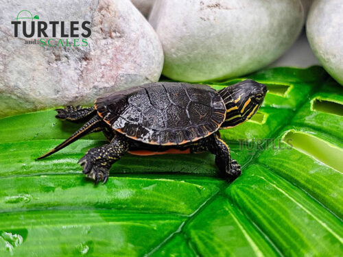 Western Painted Turtle