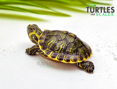 Yellow Bellied Slider