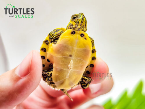 Yellow Bellied Slider